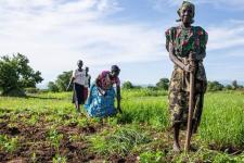 African farmers harvesting the crop in South Sudan. Image: FAO/South Sudan.