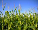 Geospatial crop data can help that local food production is optimised to meet demand (Image: FEMA Photo Library)