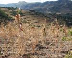 Agricultural drought in Ethiopia. Image: WFP/Stephanie Savariaud