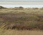 The salt marsh is a natural buffer to coastal floods and erosion. Photo: unefunge/CC BY-NC-ND 2.0