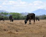 Drought is a major disaster in Latin America and the Caribbean, affecting roughly 6.6 million people 2015 (Image: CIAT).
