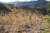 Agricultural drought in Ethiopia. Image: WFP/Stephanie Savariaud