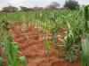 Crops in Kenya. Image: RCMRD.