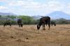 Drought is a major disaster in Latin America and the Caribbean, affecting roughly 6.6 million people 2015 (Image: CIAT).
