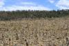 Drought in Honduras. Courtesy of CIAT