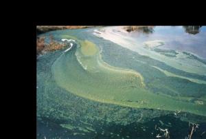 Satellite-based imagery will detect blue-green algae blooms