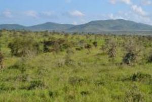Vegetation in savannas and shrublands helps to offset global deforestation (Image: CT Cooper)