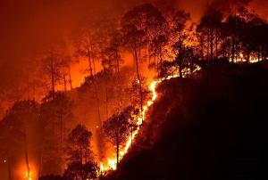 Bandipur National Park Wildfire 2019