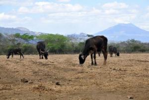 Drought is a major disaster in Latin America and the Caribbean, affecting roughly 6.6 million people 2015 (Image: CIAT).