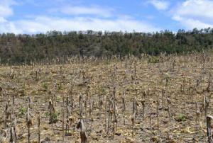 Drought in Honduras. Courtesy of CIAT