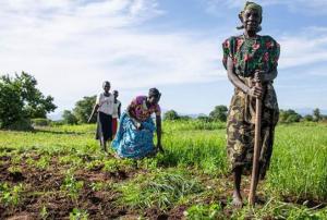 African farmers harvesting the crop in South Sudan. Image: FAO/South Sudan.