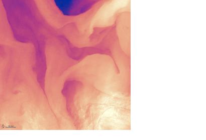 Surface temperatures of the Gulf Stream