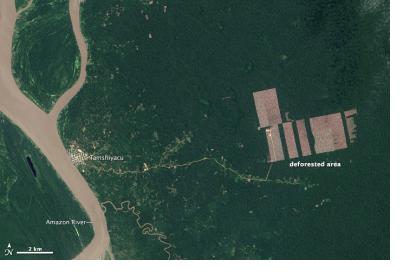 Deforestation in Peru detected by Landsat 8 in August 2013.