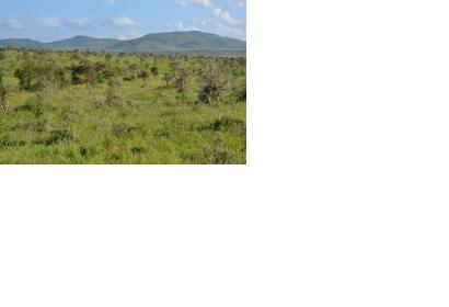 Vegetation in savannas and shrublands helps to offset global deforestation (Image: CT Cooper)