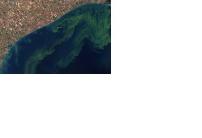 Toxic algal bloom in lake Erie (Imagine: NASA)