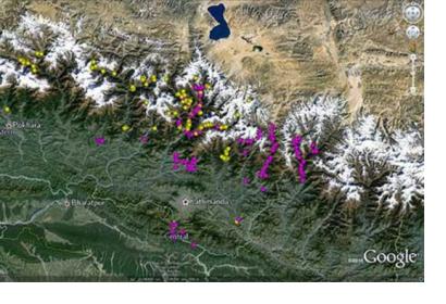 Landslides identified by the NASA-USGS-Interagency Volunteer Earthquake Response Team appearing in yellow and by the British Geological Survey-Durham University-Earthquakes Without Frontiers team in pink (Image: Google/ICIMOD) 