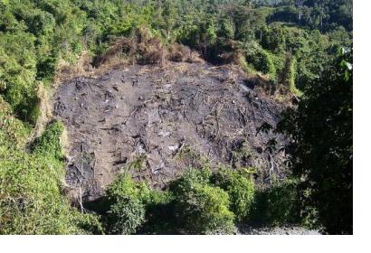 Land cleared for "jhoom", a traditional shifting cultivation in Northeast India (Image: Prashanthns)