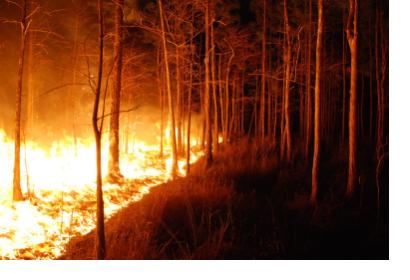 A wildfire burns at Florida Panther NWR. Image: US Fish & Wildlife Service.
