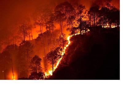 Bandipur National Park Wildfire 2019