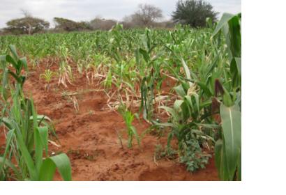 Crops in Kenya. Image: RCMRD.