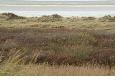 The salt marsh is a natural buffer to coastal floods and erosion. Photo: unefunge/CC BY-NC-ND 2.0