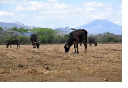 Drought is a major disaster in Latin America and the Caribbean, affecting roughly 6.6 million people 2015 (Image: CIAT).