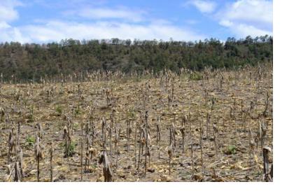 Drought in Honduras. Courtesy of CIAT