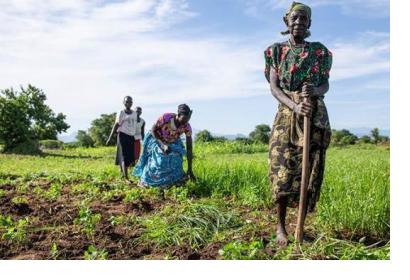 African farmers harvesting the crop in South Sudan. Image: FAO/South Sudan.